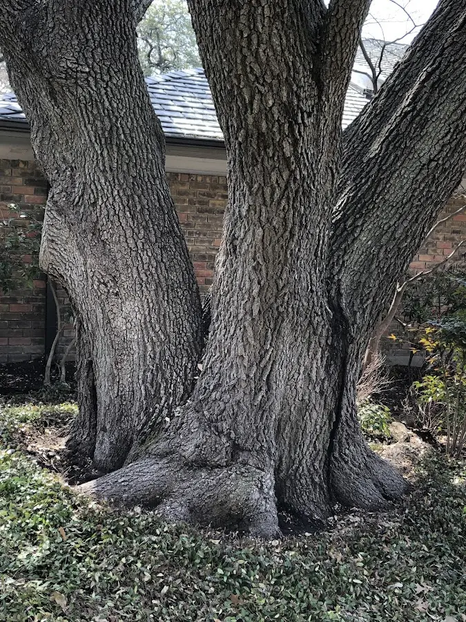 Mature heritage tree close to a Boynton property cared for by certified arborists